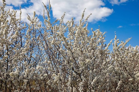 Flowering sloe hedge