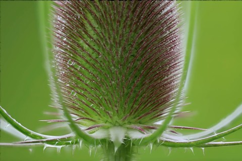 Wild cardoon