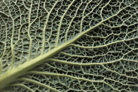 Leaf structure of a vegetable cabbage
