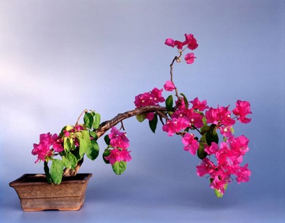 Bonsai Bougainvillea Style: Wind Blown Tree