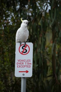Sulphur-crested cockatoo