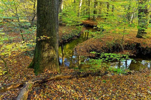 Meandering Rotbach in the autumnal Hiesfeld Forest