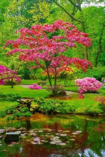 Tree with colorful red leaves in Japanese garden