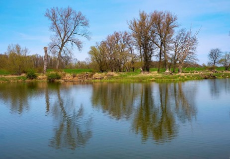 Landschaft am Fluss Oder im Fruehling