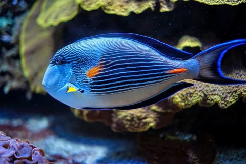 Colorful tropical fish Sohal Surgeonfish