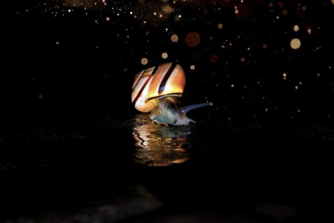 Hain-Baenderschnecke