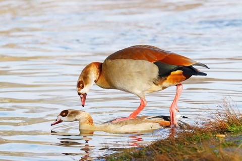 Egyptian goose