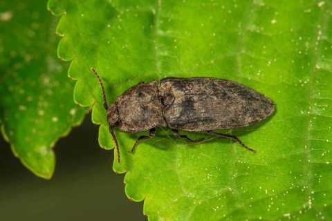 Mouse grey click beetle