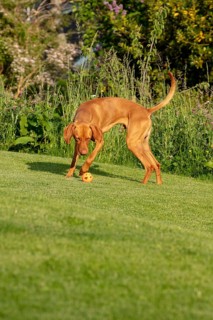 Young Vizsla male