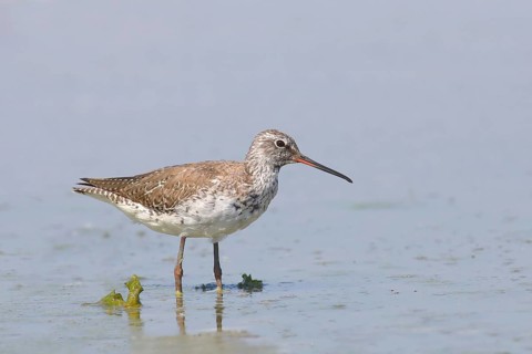 Spotted Redshank