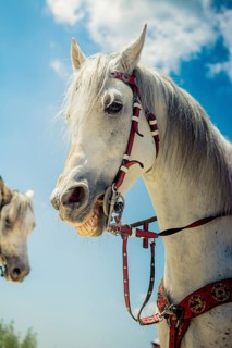 Portrait of dark palomino horse. Horse head with long mane in profile