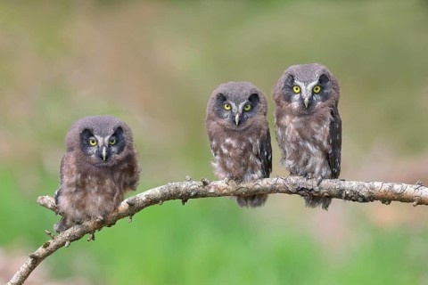 Tengmalm's Owl