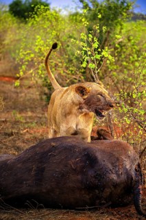 Lion