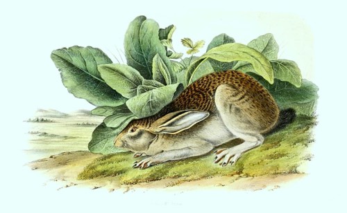 Indian hare