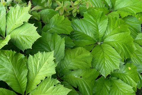 Chestnut-leaved show-leaf