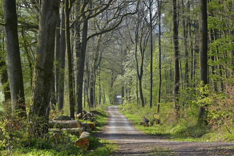 D. BW. Laubwald im Fruehling