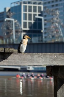 Little pied cormorant