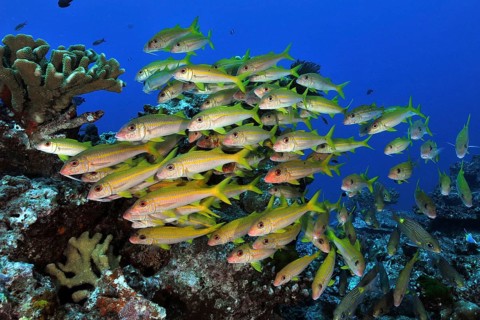 Yellowfin goatfish
