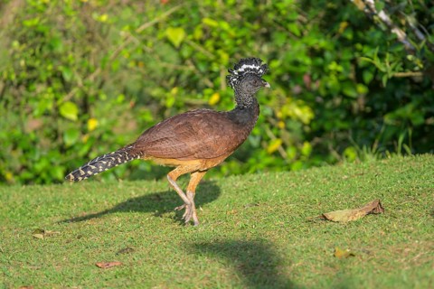 Female great curassow