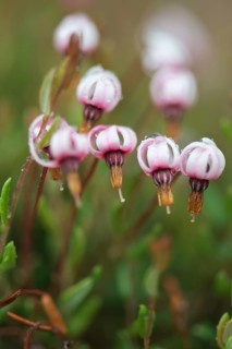 swamp cranberry