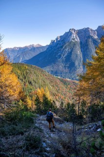 Forest in autumn