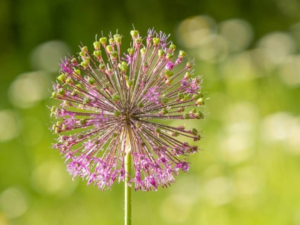 Ornamental leek