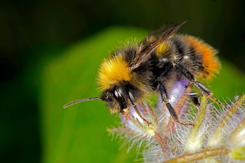 Bumblebee