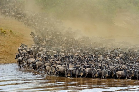 Wildebeest