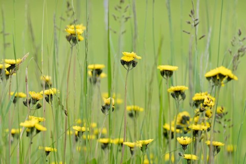 Meadow hawkweed