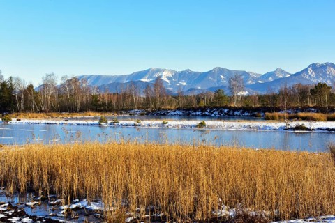 Frozen moor pond with common reed