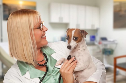 Female doctor veterinarian with small puppy in office