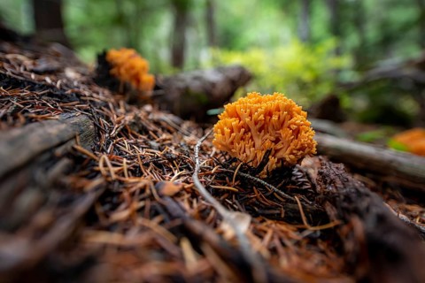 Golden yellow coral