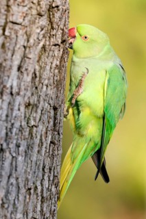 Rose-ringed parakeet