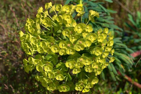 Mediterranean spurge