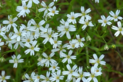 Flowering greater stitchwort