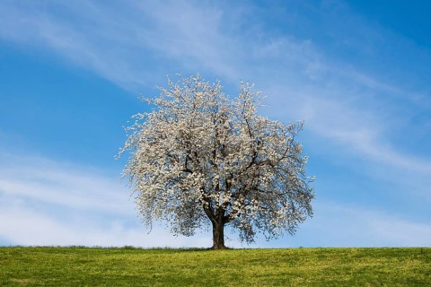 Blossoming cherry tree