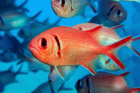 Jacobus blackbar soldierfish