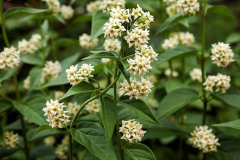 White swallow-wort