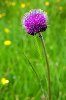 Brook thistle