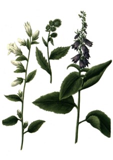 Various bellflowers