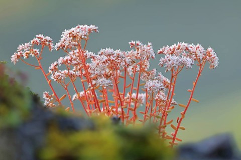 White stonecrop