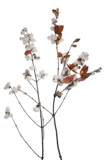 White fruits of the snowberry