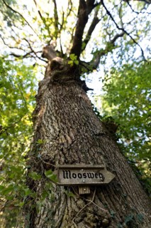 Moosweg at Dettinger Weiher