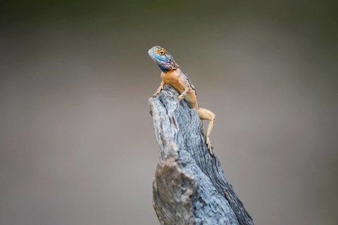 Ground agama
