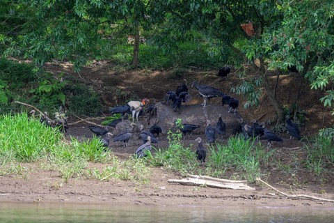 Black vulture