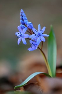 Squill
