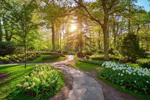 Keukenhof flower garden with blooming tulip flowerbed