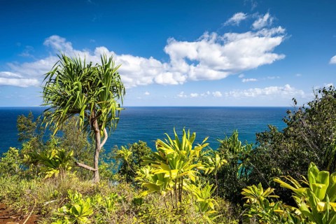 Vegetation entlang des Kalalau Trail
