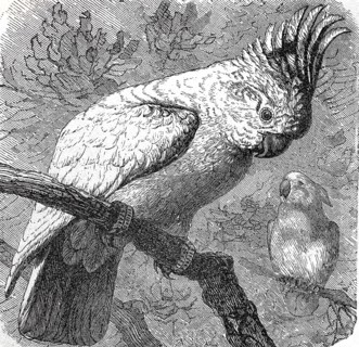 Inca Cockatoo