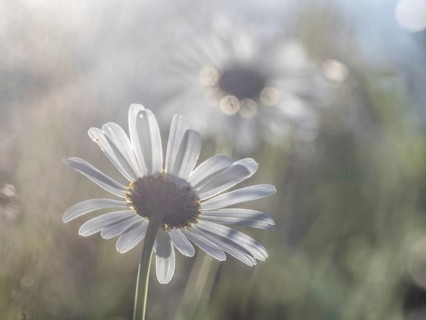 Marguerite